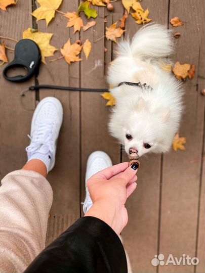 Выгульщик собак