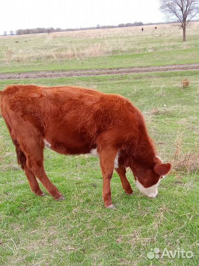 Телочка 9 месяцев