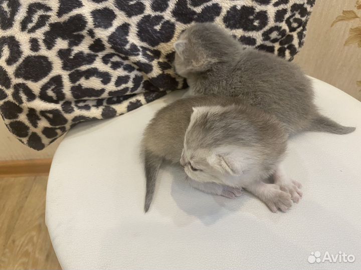Британские котята