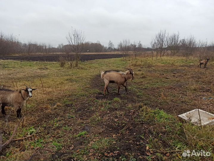Козел альпийский