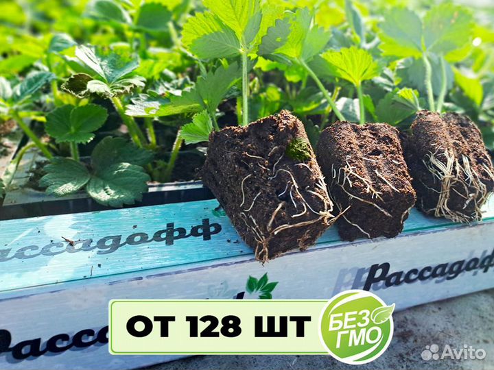 Рассада клубники. Элитные сорта оптом