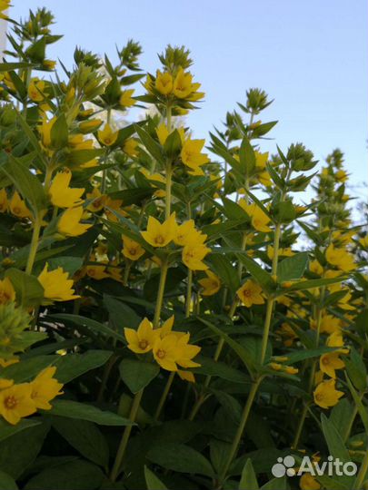 Многолетние цветы для сада вербейник, золотарник
