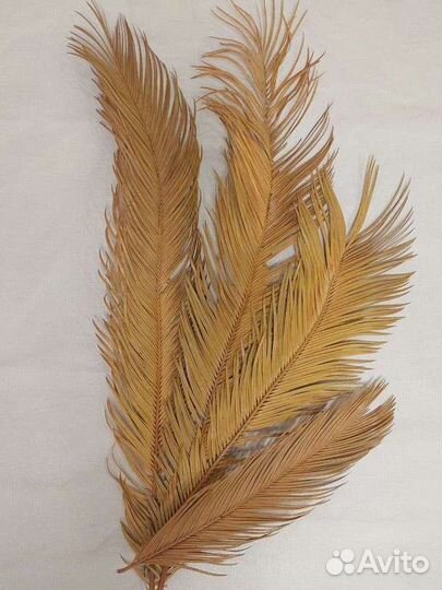 Листья пальмы