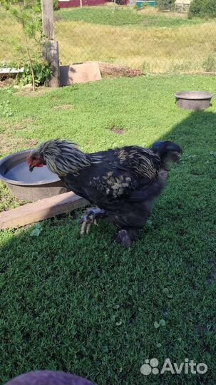 Продаются куры петушки малодки