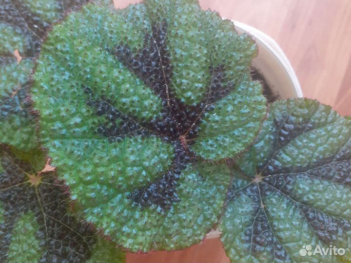 Бегония мэсона