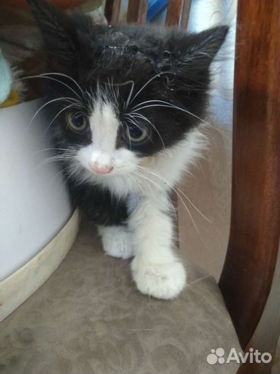 Котенок Тошка