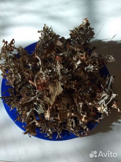 Исландский мох (цетрария)