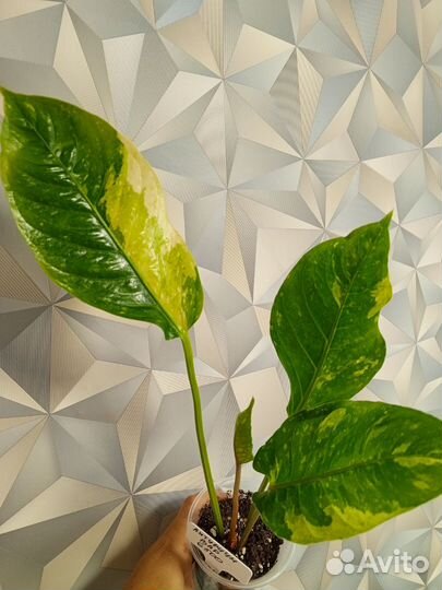 Антуриумы вариегатные