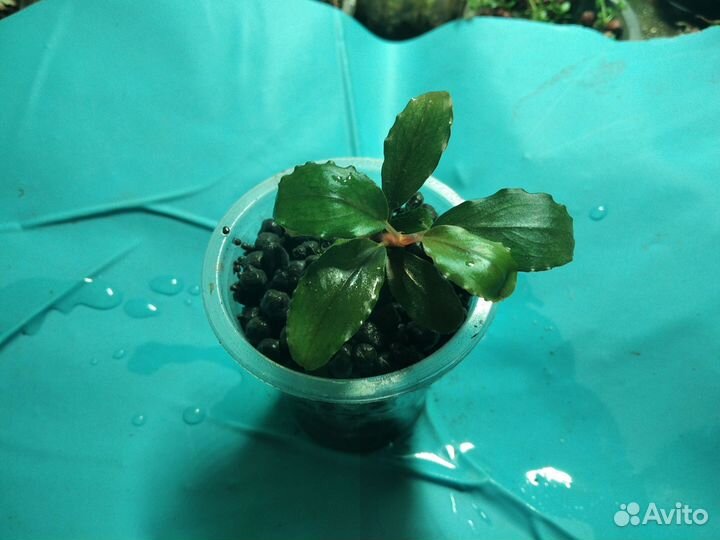 Аквариумные рыбки