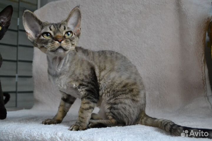 Девон-рекс котенок