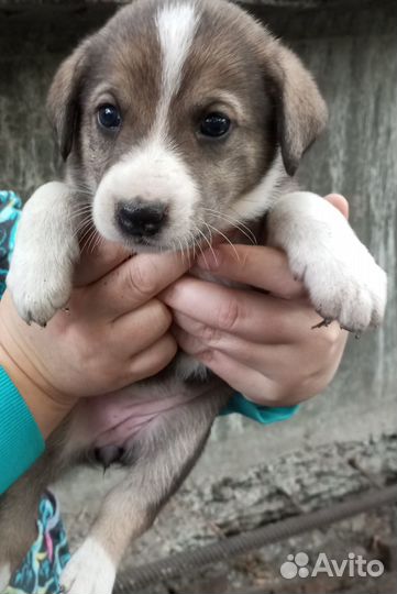 Щенок девочка в добрые руки