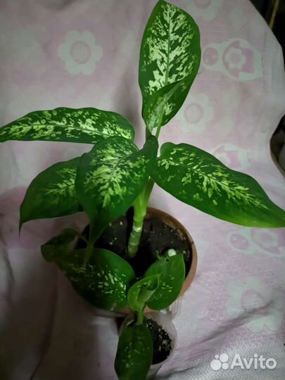 Диффенбахия,псевдоэрантериум,монстера