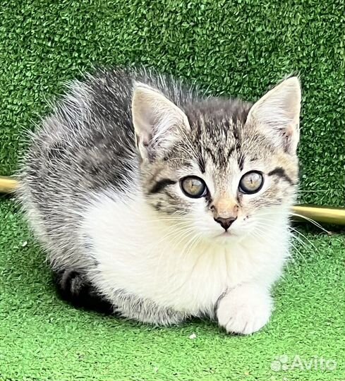 Милые Котята в добрые руки