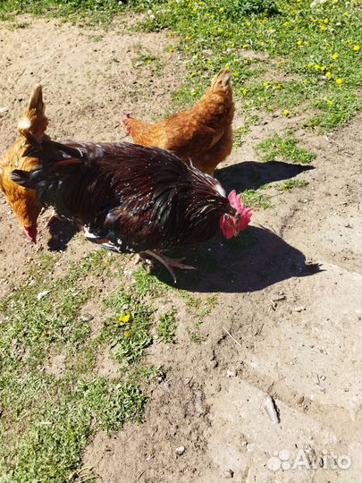 Петух сусекс порцеляновый