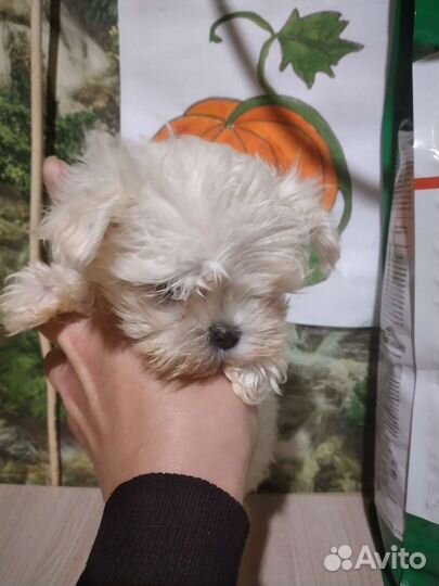 Супер мини девочка мальтезе