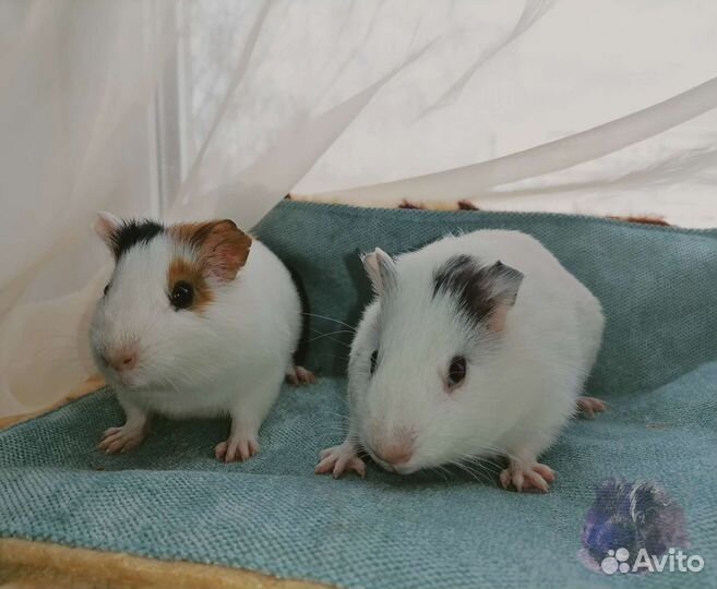 Морские свинки с клеткой. Клетки