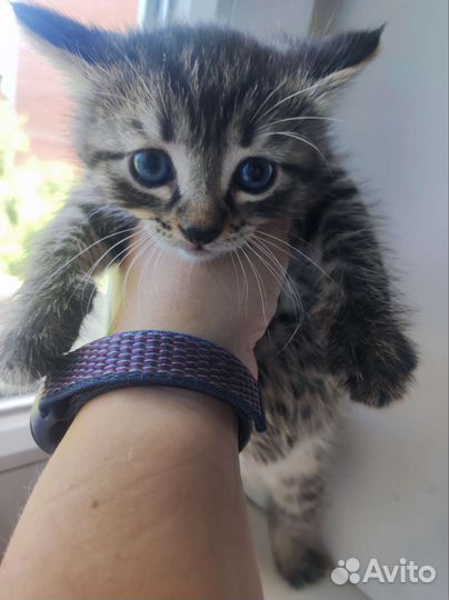 Кошки в добрые руки бесплатно