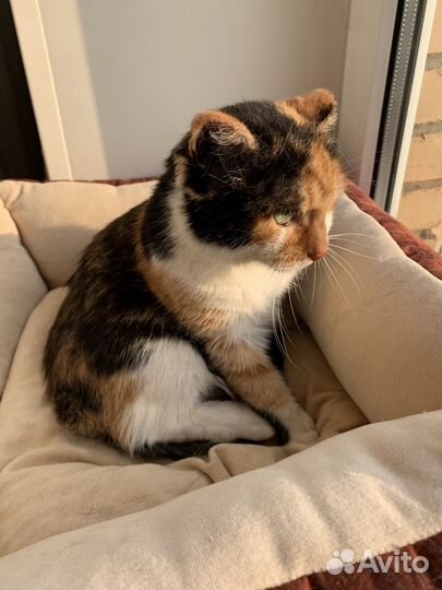 Кошка Рада, хозяевам в радость:)