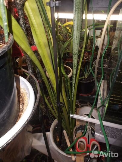 Эпифиллум,Сансевиерия и др