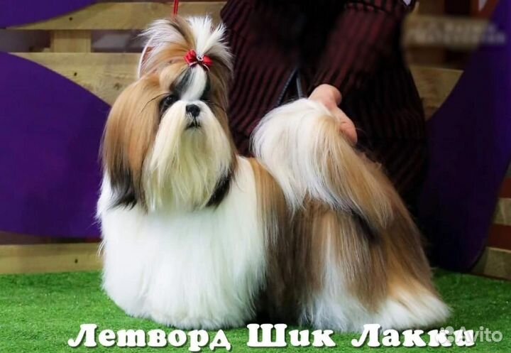 Щенки шит-цу