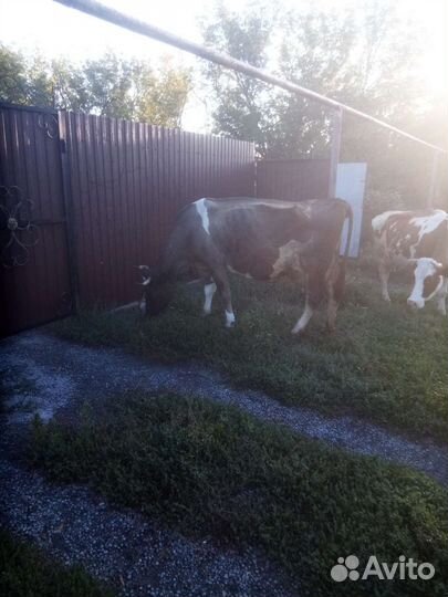 Продам коров