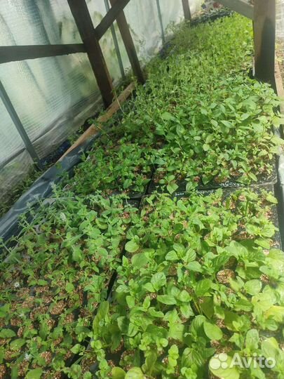 Мята сортовая 40 сортов