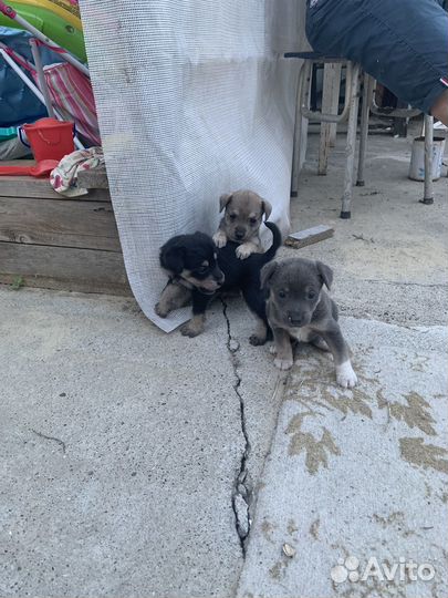 Щеночки в добрые руки