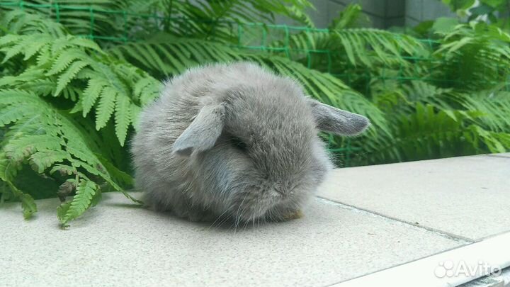 Вислоухие кролики