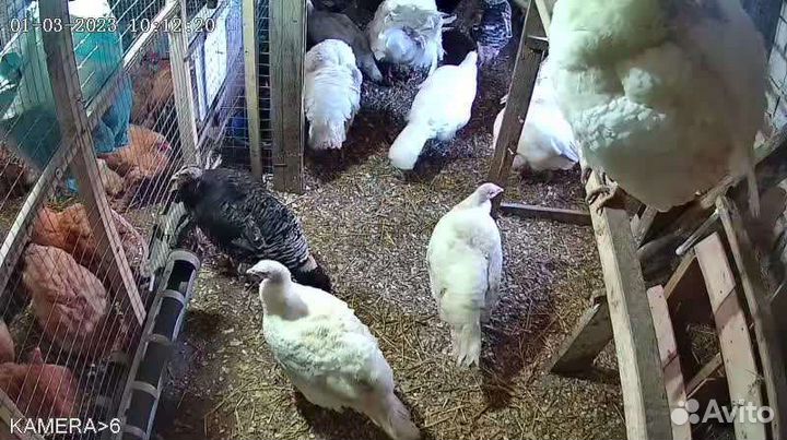 Инкубационные яйца индюшиное