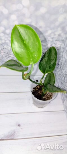 Сциндапсусы