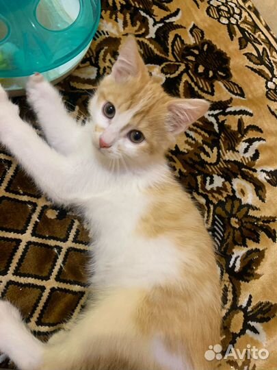 Котик бесплатно