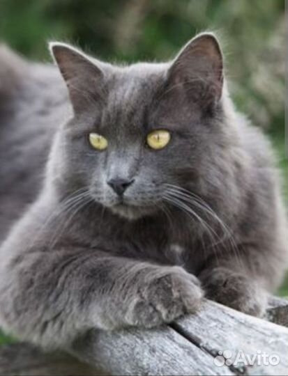 Кот породы Нибелунг