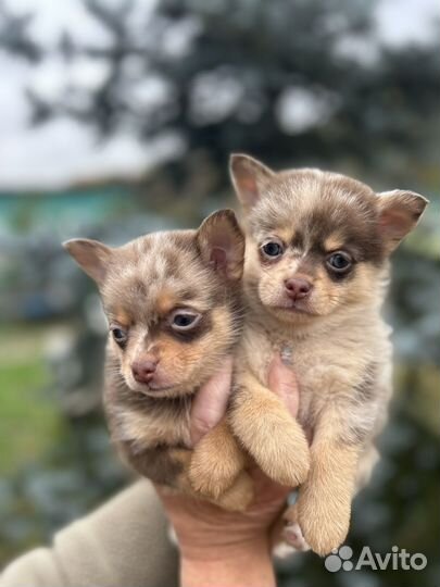 Щенки помчи