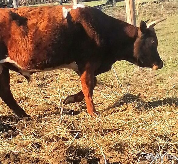 Продам быка на племя