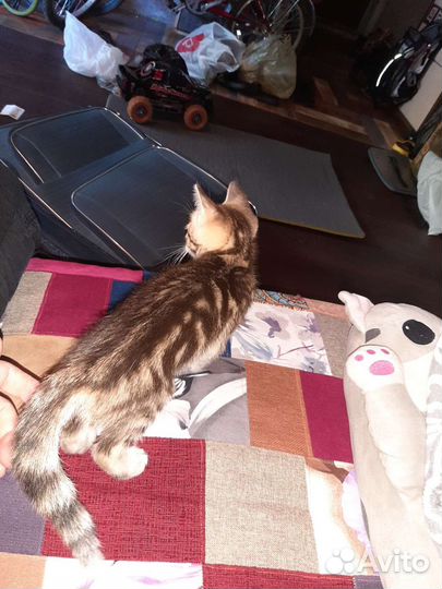 Кошка:и брат:.1250 Для щастя:и достатка.в Доме