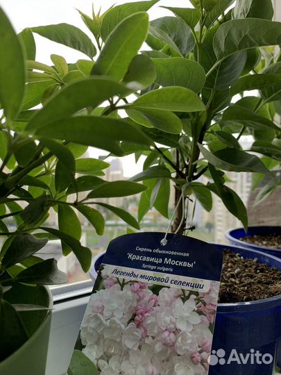 Сирень «Красавица Москвы»