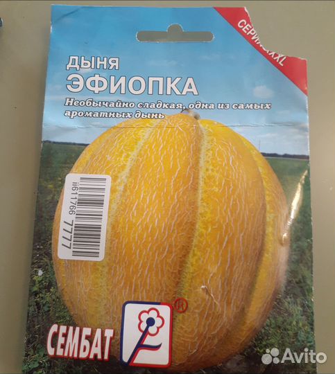 Рассада дыни