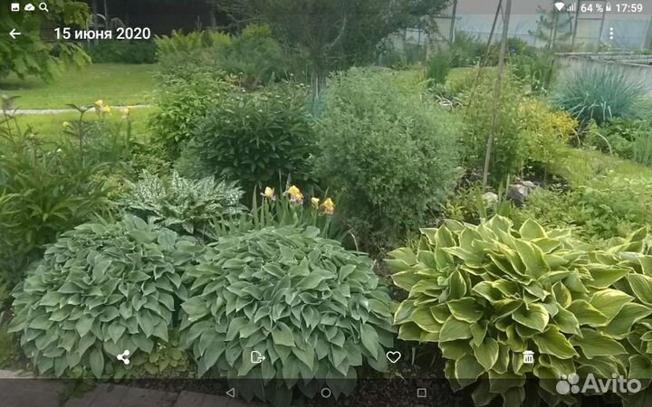 Декоративные растения для сада