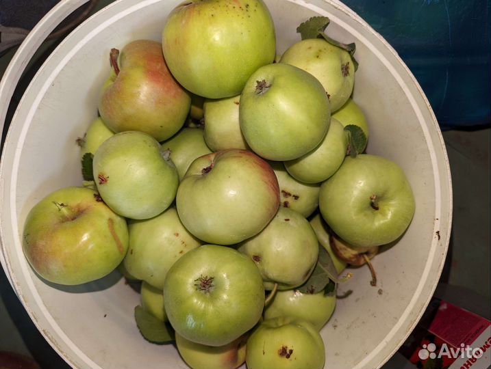 Яблоки