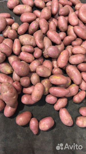 Картофель для магазин