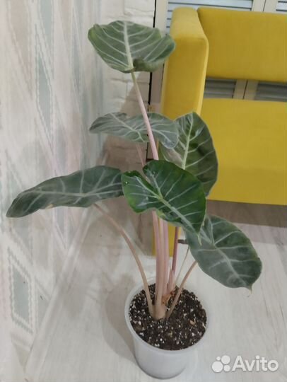 Алоказия розовый дракон
