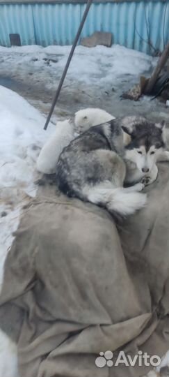 Щенки хаски