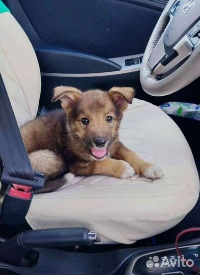 Щенок мальчик