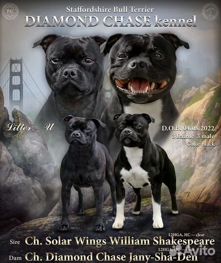 Стаффордширский бультерьер щенки