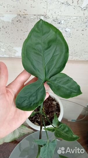 Ветка Сингониума с воздушными корнями