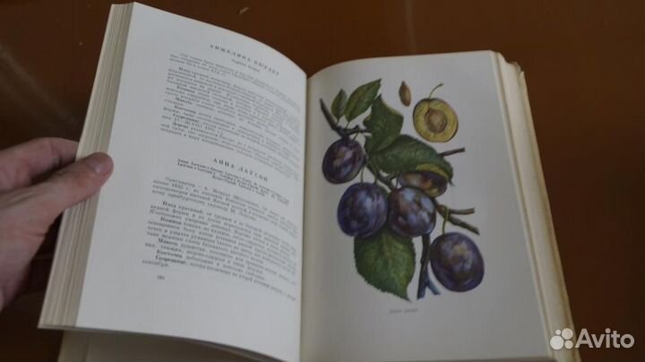 Симиренко Л.П. Помология. Том 3. Косточковые пород