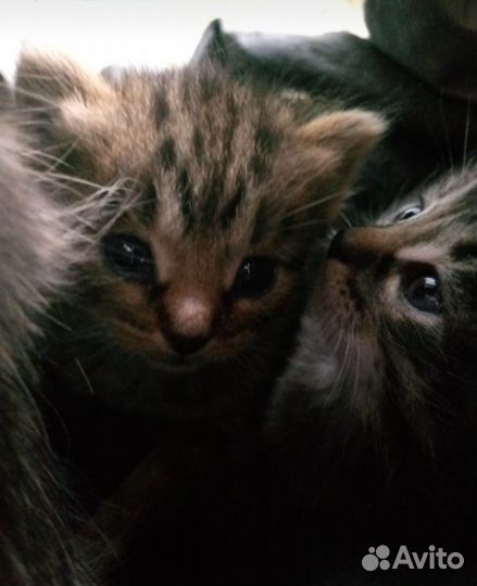Котята