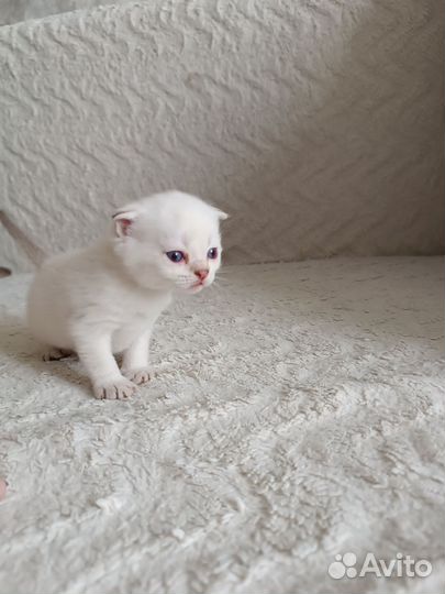 Шотландский котёнок
