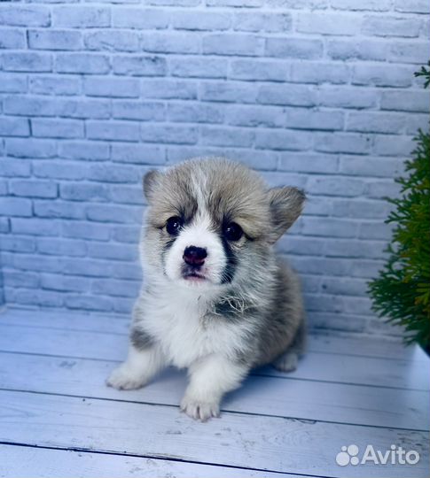 Элитные малыши