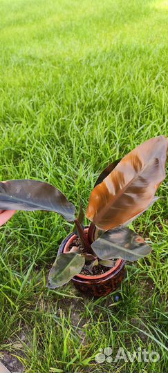 Филодендрон imperial ред